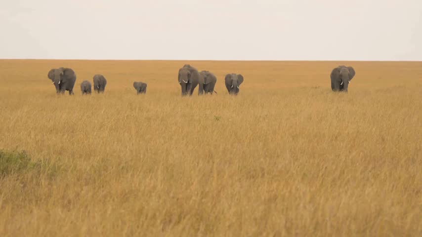 Description: A herd of elephants walking across the vast grassy plains of the African savanna in their natural habitat.   