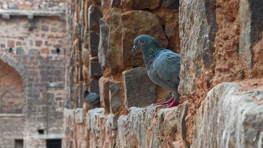 Pigeon perched on ancient stone wall at agrasen ki baoli stepwell in New Delhi, India.