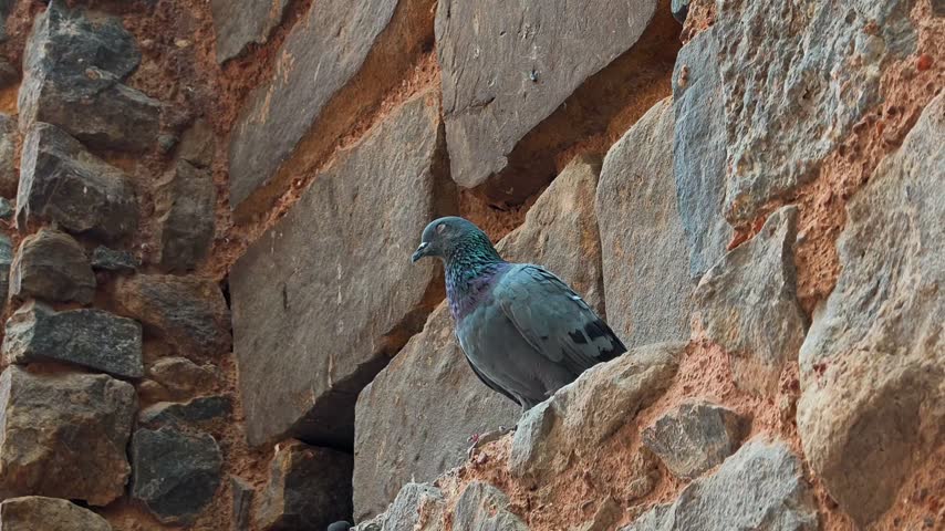 Pigeon perched on ancient stone wall at agrasen ki baoli stepwell in New Delhi, India.