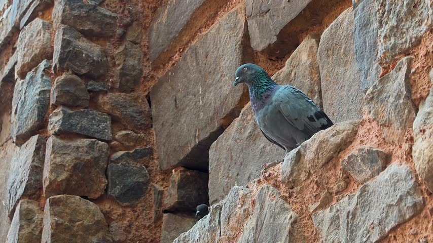 Pigeon perched on ancient stone wall at agrasen ki baoli stepwell in New Delhi, India.