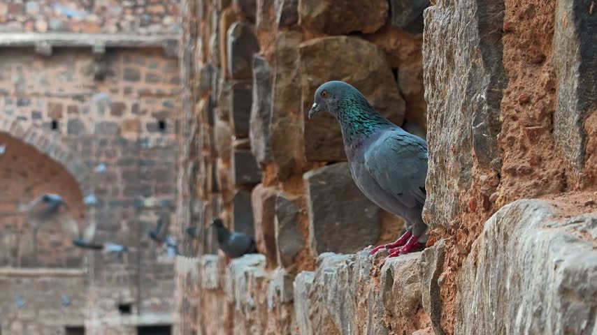 Pigeon perched on ancient stone wall at agrasen ki baoli stepwell in New Delhi, India.
