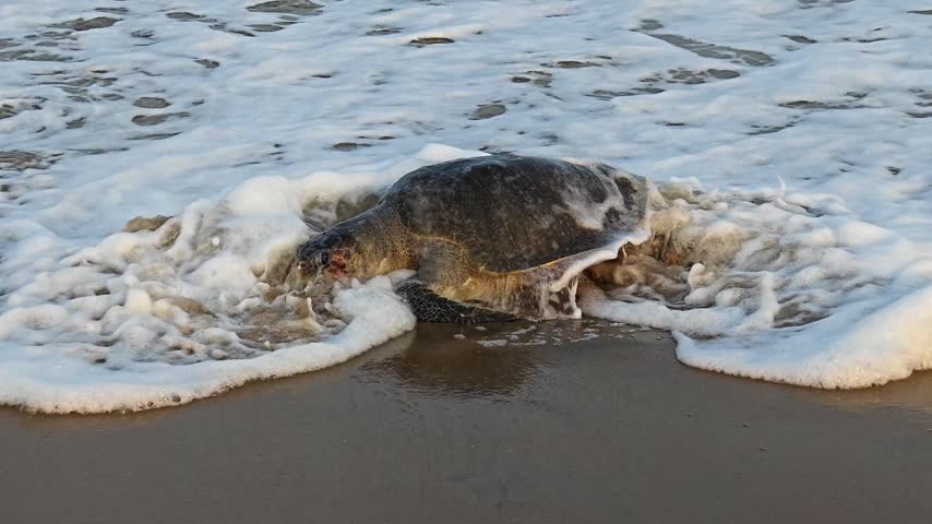Sea turtle emerging from ocean waves onto sandy beach
