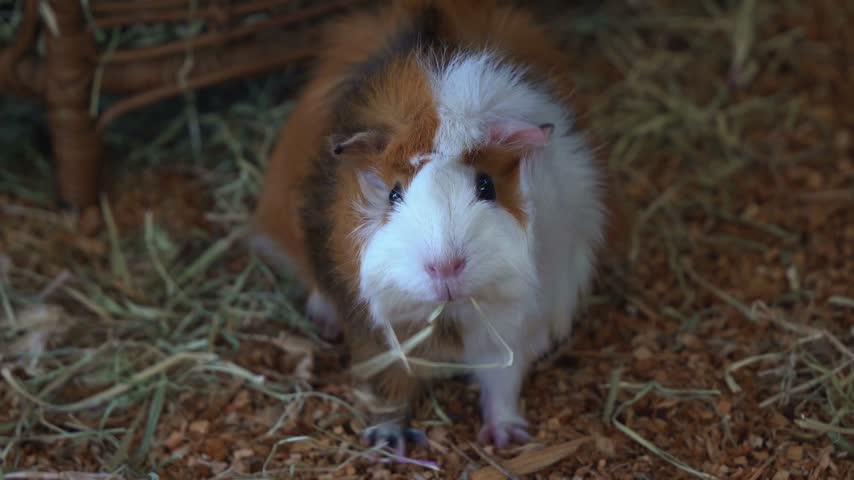 Cute tricolor guinea pig eating hay in a cage
