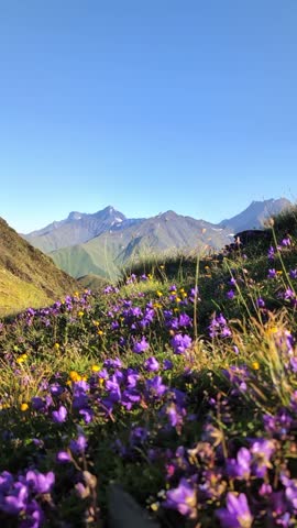 purple flower in the mountains 