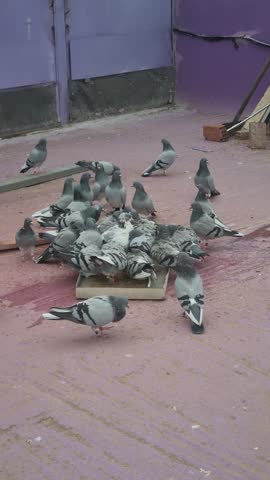 Pigeons Bathing and Splashing in Water Tray – Wildlife Video Footage