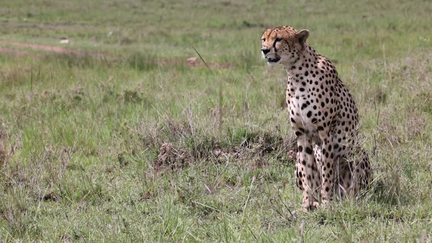 A male surveys his territory in the Olare Motorogi Conservancy, Kenya.