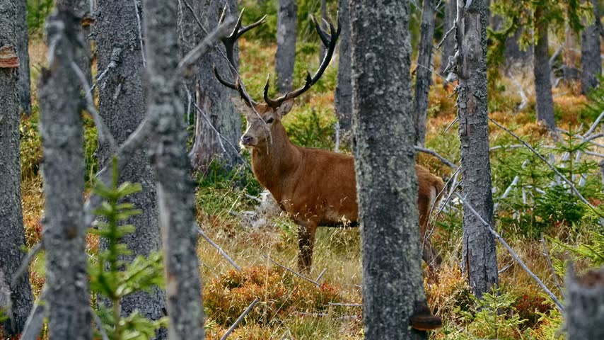 Majestic red deer stag with large antlers standing among pine tree trunks in a vibrant autumn forest wilderness scene.