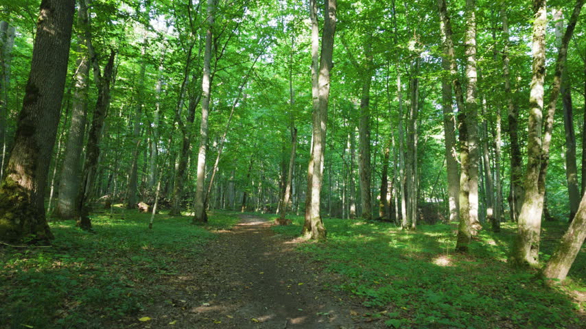 Walking along a dirt path through a lush green deciduous forest