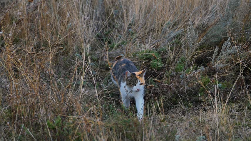 Curious domestic calico cat tracking a scent, searching for prey, and exploring a wild dry grass field thicket outdoors. Active feline pet animal hunting process scene, countryside meadow ecology environment background design layout template.