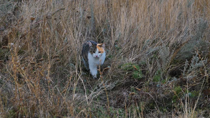 Curious domestic calico cat tracking a scent, searching for prey, and exploring a wild dry grass field thicket outdoors. Active feline pet animal hunting process scene, countryside meadow ecology environment background design layout template.