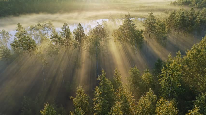 Golden morning sun rays pierce through the fog over peaceful misty bog in Finland. Aerial shot of magical Scandinavian travel destination. Lake and misty forest at sunrise