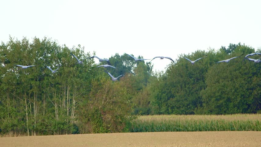 Large flock of common cranes - Grus grus - flying in a V formation during seasonal migration