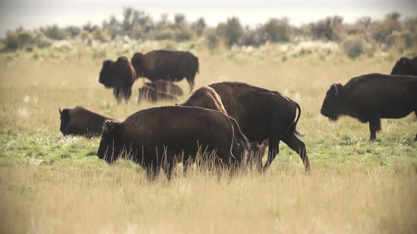 A herd of American bison grazing and roaming across an open grassy field in warm daylight in yellowstone area