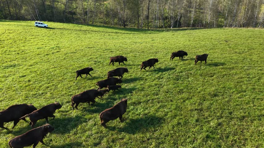 Drone high angle tracking shot of a herd of European bisons running across a green field with tourist safari cars in the background.
