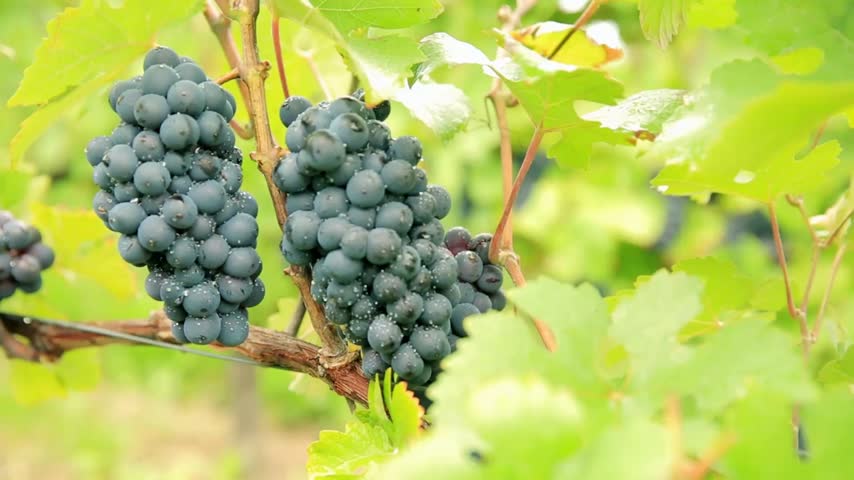 Close-up of two bunches of ripe purple grapes hanging on a vine branch in summer with a soft blurred background.