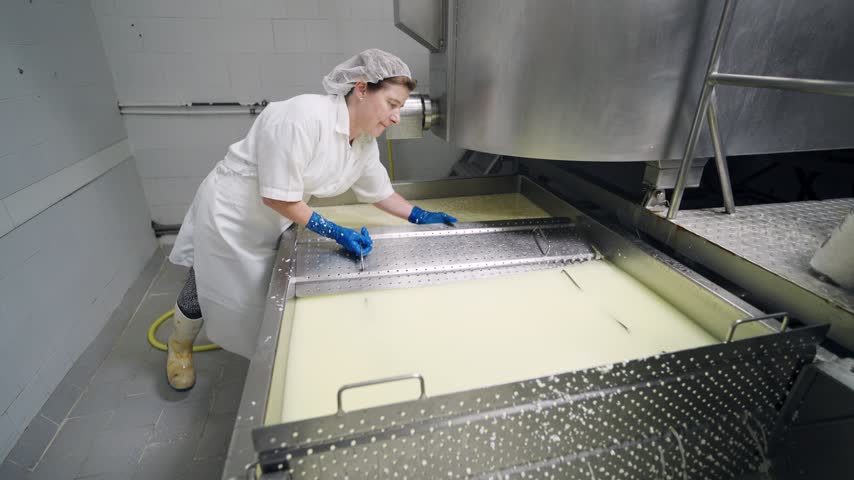 Female artisan cheesemaker separating the curd from the whey in a large stainless steel vat at a local creamery for cheese production
