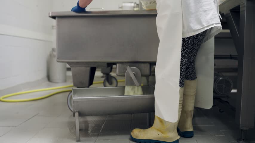 Artisan cheesemaker draining whey from fresh curds in a stainless steel vat. Traditional cheese production in a modern dairy factory
