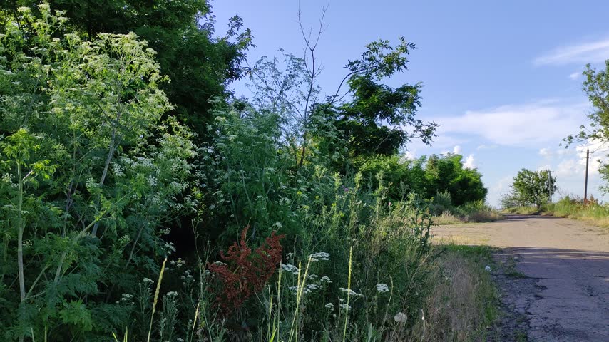 Tall wild plants with white flowers growing along a rural dirt road near trees