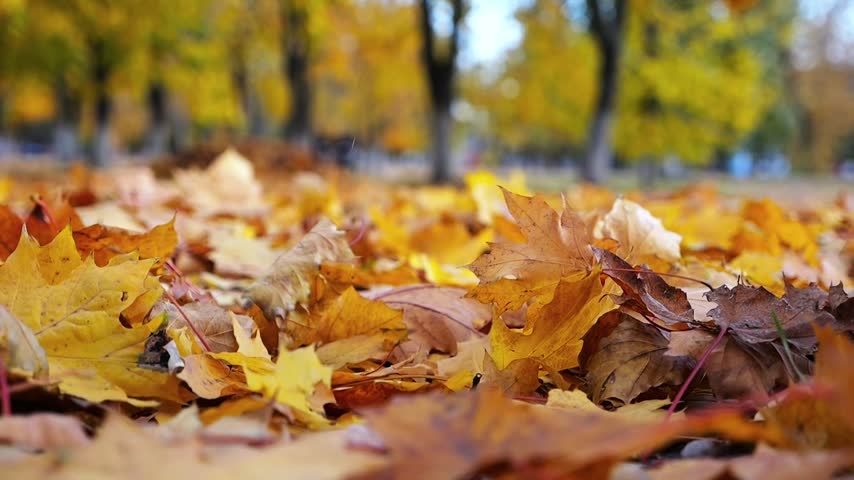 Close-up ground level view of colorful dry maple autumn leaves falling on the ground in park.