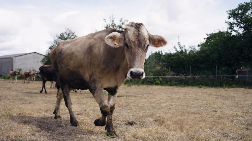 Energetic brown swiss cow running happily towards the camera, bucking and shaking its head in a grassy field on a family farm