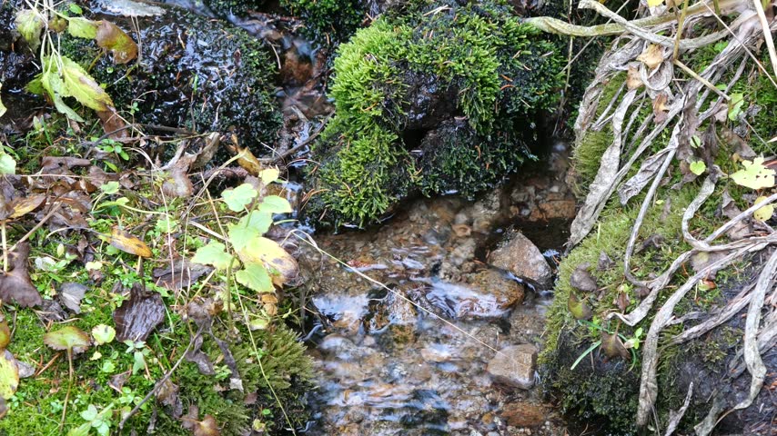 Clear Mountain Stream Flowing Through Moss Near Long Lake, Colorado Rockies