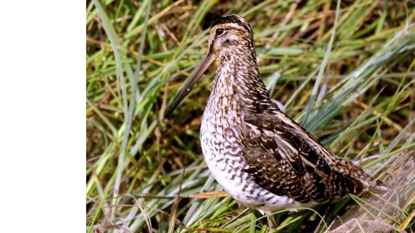 A beautiful bird with a long beak perched calmly, showcasing its distinctive features and natural appearance.

