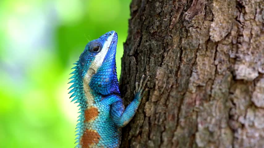 Description (~20 Words): A vibrant blue lizard with a spiky crest clings to the textured bark of a large tree trunk.   