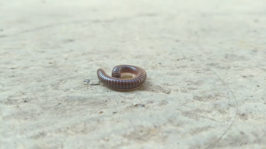 Close Up of a Millipede on a Paved Cemented Walkway