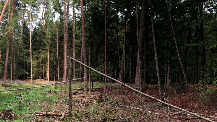 Trees with green foliage leaves and broken branches in a forest in Westerwald Germany Europe, deforestation natural woodland wilderness