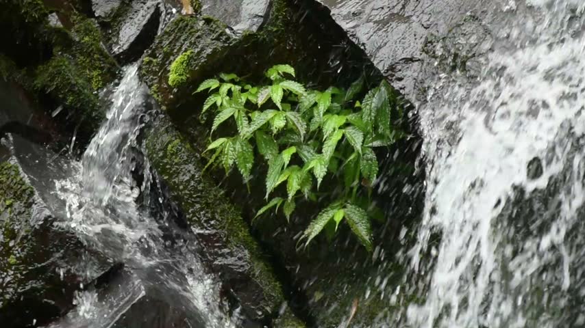 Natural Waterfall Cascading Over Moss Covered Rocks