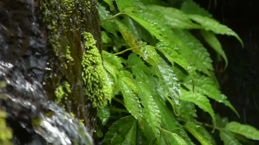 Small Waterfall Flowing Through Mossy Forest Rocks