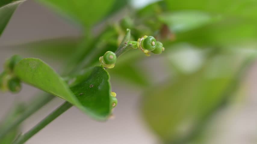 Newly set baby mandarin fruit beginning to develop on a citrus tree.