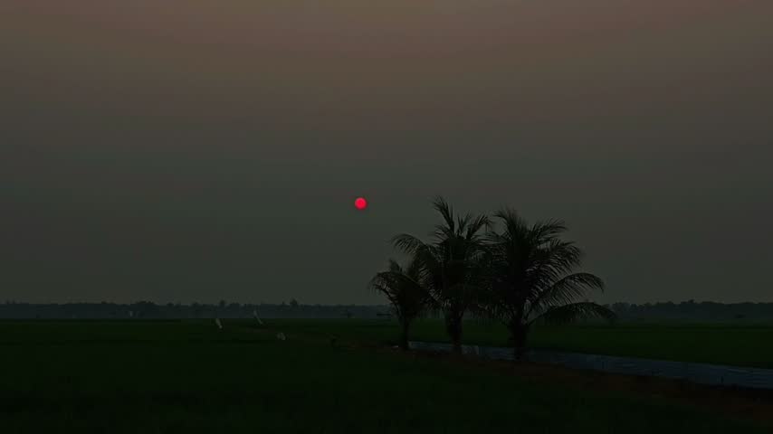 A high-definition, professional wide shot of a peaceful countryside sunset. The red sun glows over lush green paddy fields where white herons rest, accompanied by beautiful silhouettes of tropical coconut trees under a smooth twilight sky. Ideal for environmental and travel branding.