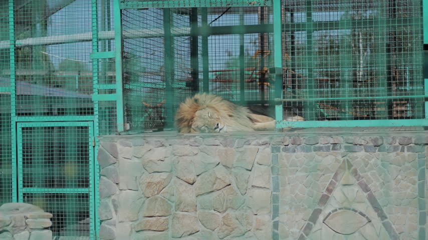 Male lion with a thick golden mane lies with its head resting on a raised ledge inside an outdoor enclosure. Green metal mesh surrounds the animal above a stone-faced wall.