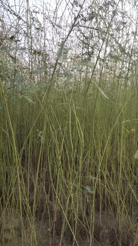 Tall green wild grass growing densely in a natural field, rural nature background