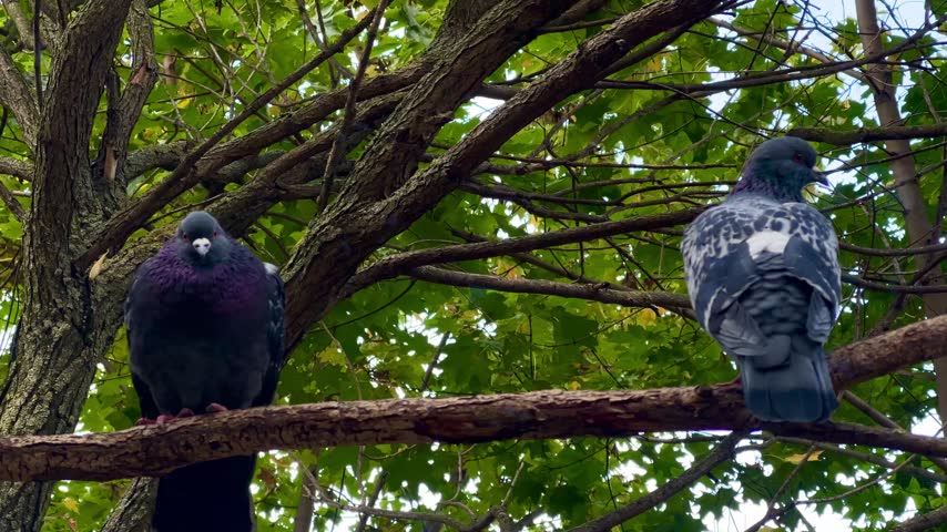 Two pigeons resting together on a tree branch surrounded by lush green foliage, capturing a peaceful moment of urban wildlife in nature.