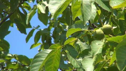 Unripe Nut Tree Branches, Agriculture, Fruits, Harvest, Farming, Orchard Walnuts