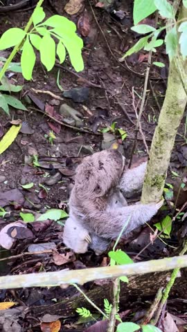 A juvenile three-toed sloth climbing down a tree in Panama