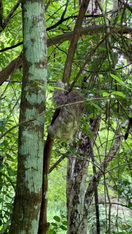 A juvenile three-toed sloth climbing down a tree in Panama