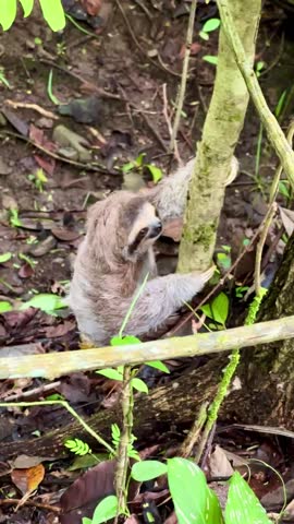 a juvenile three-toed sloth climbing up a tree in Panama