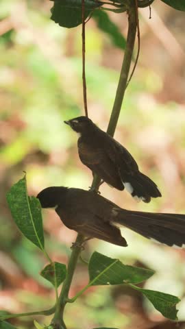 Small wild bird perched on a thin tree branch surrounded by tropical vegetation in natural habitat