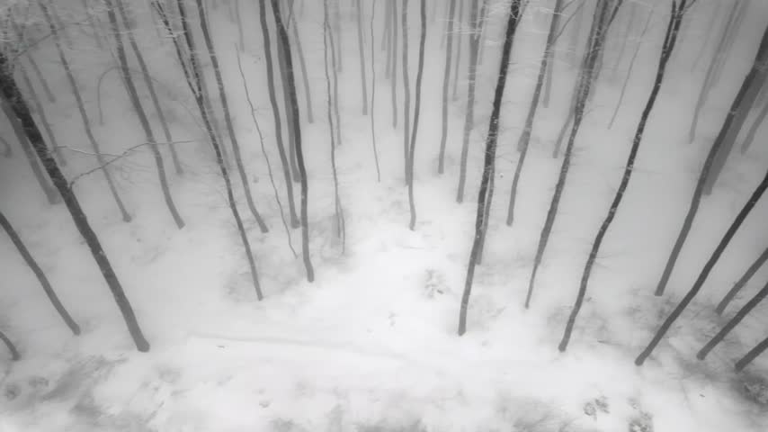 Snow covers a forest path in winter