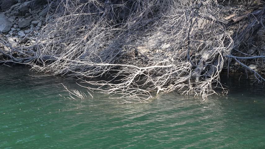 Fallen tree with dry branches on the zêzere river bank in portugal