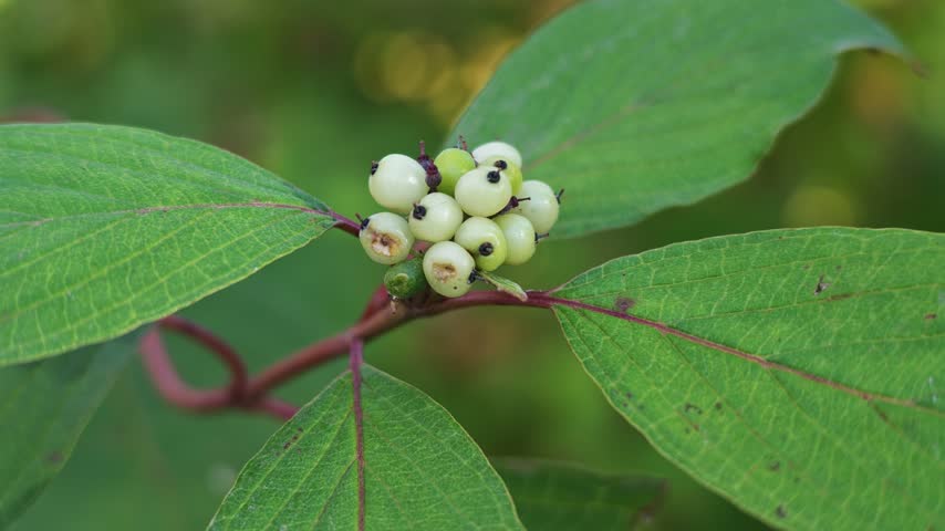 Cluster of white cornus alba berries on a red branch among large green leaves.