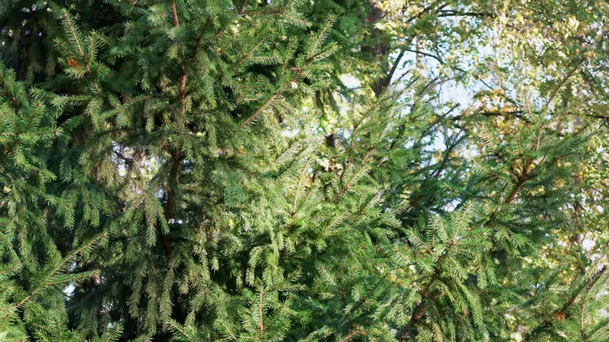 Green spruce branches with needles in front of yellowing deciduous trees in an autumn park.