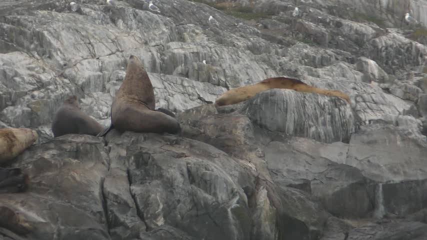 Stelar sea lions on a rock
