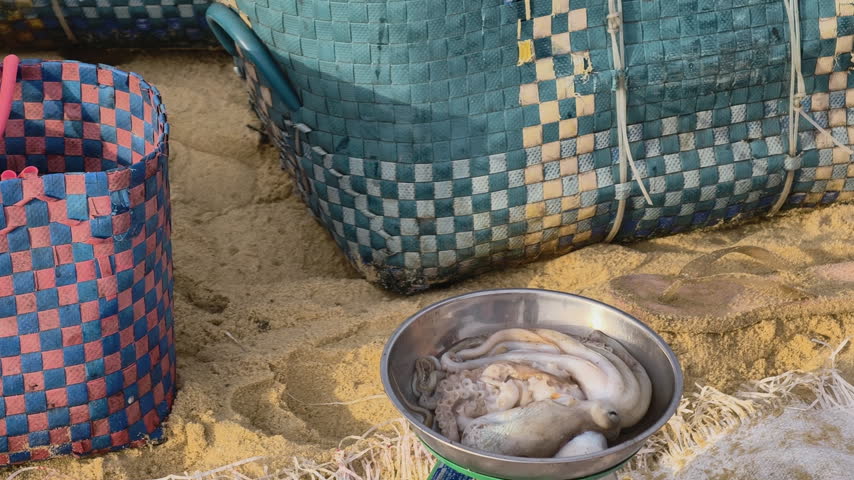 A local fish vendor picking up an octopus from a metal tray on a mechanical scale at an early morning seafood market on a sandy beach in Central Vietnam