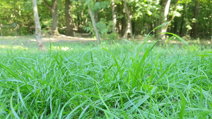 Low angle view of green grass in a sunlit woodland park