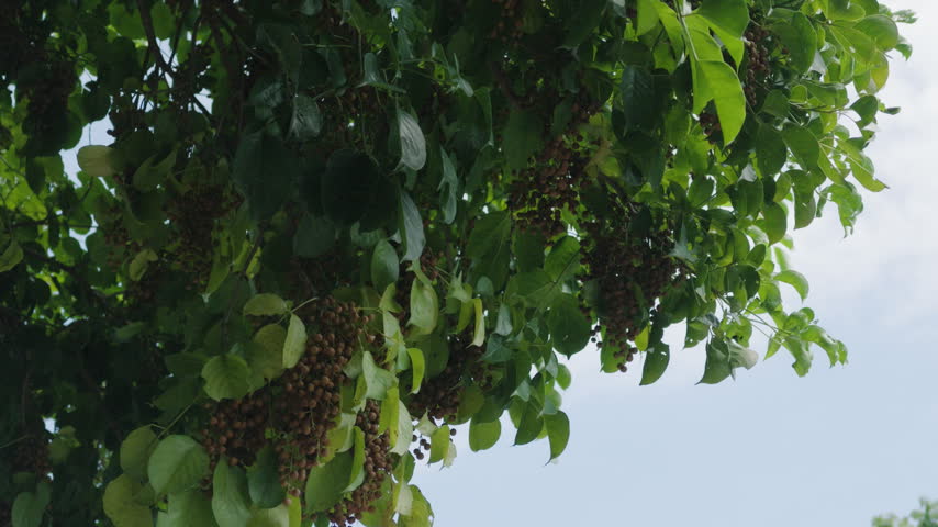 Clusters of seeds hang beneath green tree leaves against a bright cloudy sky.
