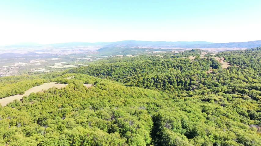 Aerial view over the woods 